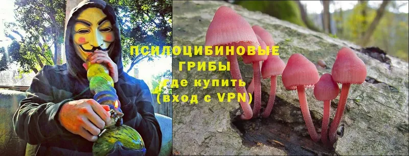 Галлюциногенные грибы Psilocybine cubensis  цена   Бодайбо 